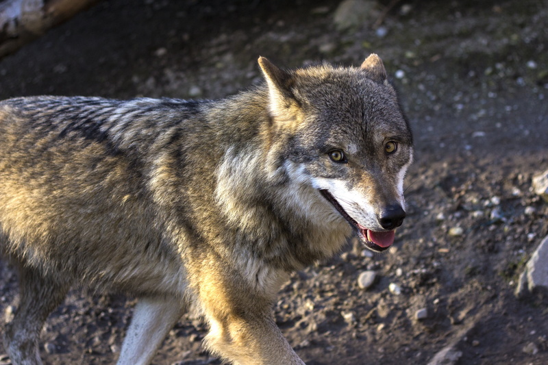 smile, forest, wolf, hundeartig, view, rock, coyote, animal, animals in the wild, canine, focus, looking, photography, focus on foreground, nature, predator