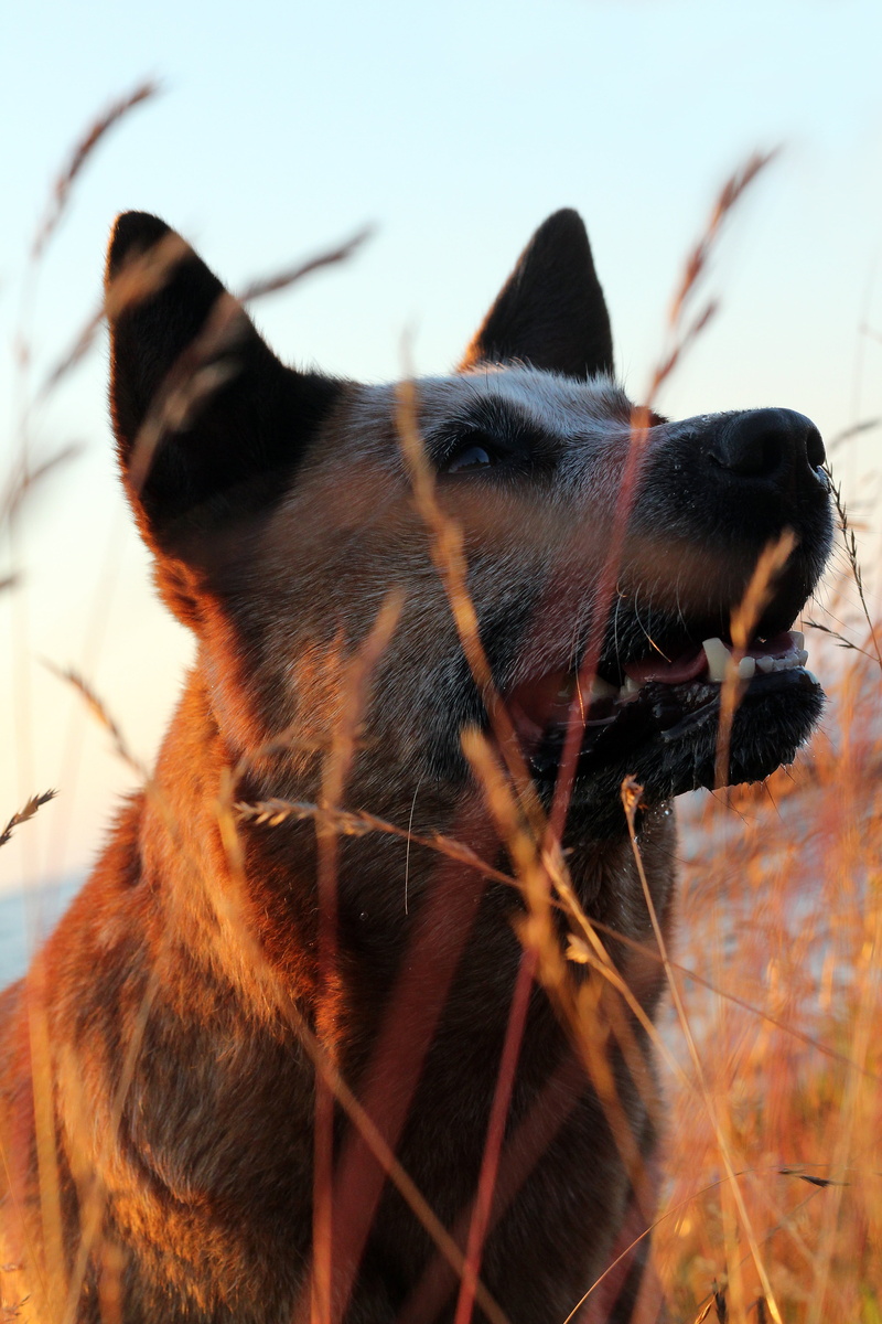 domestic animals, sky, nature, animal, animal body part, focus on foreground, dog, purebred, land, no people, animal mouth, pet, field, canine, close-up