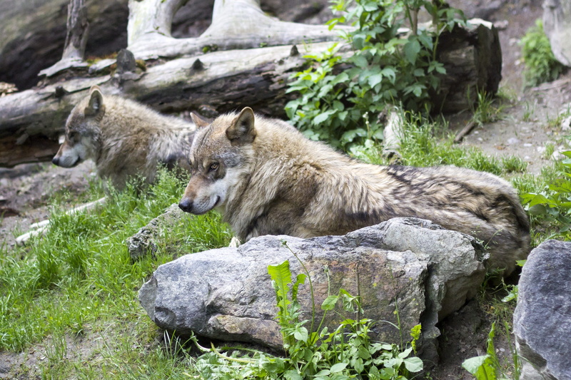 2K, green, two, nature, vertebrate, european wolf, rock - object, rock, predator, no people, lying, animal, plant, fur, outdoors, one animal, profile