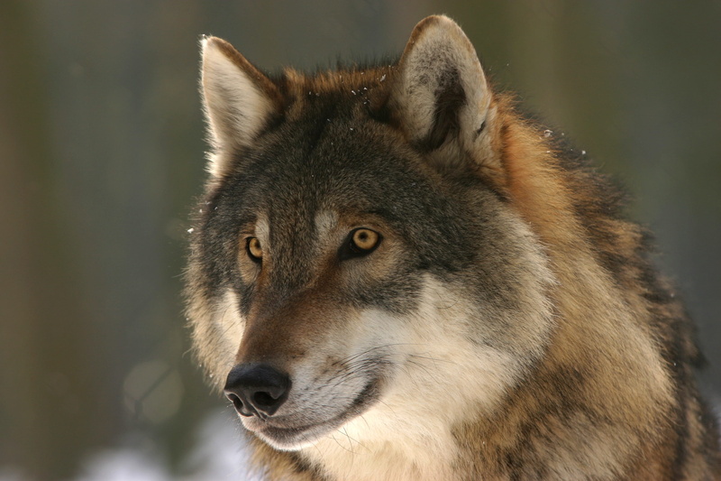 animal body part, vertebrate, mammal, portrait, outdoors, looking, wildlife photography, canis lupus, snout, photo, brown, zoo, gray, european wolf, wolves