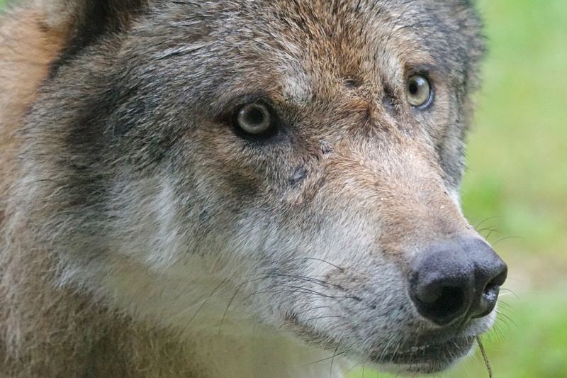 animal body part, mammal, looking, close-up, snout, animals in the wild, predator, focus on foreground, wolf, close, european wolf, hair, looking away