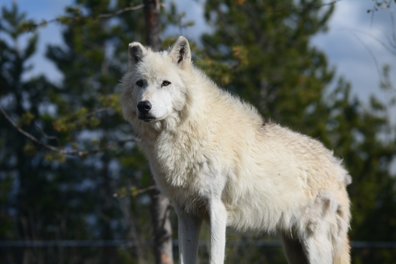 animal wildlife, plant, dog, vertebrate, domestic animals, wyoming, mammal, forest, canine, nature, predator, woods, lens, daytime, photography, wolf, domestic