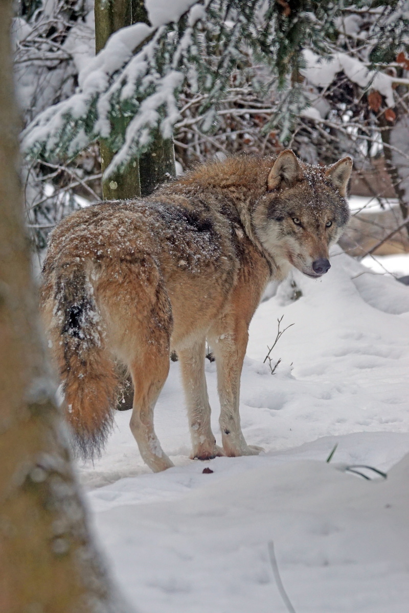 day, animal wildlife, social, beauty in nature, mammal, no people, nature, wolf, brown, animal themes, tree, snowcapped mountain, 5K, standing, snow storms