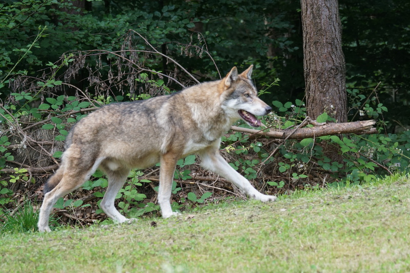 5K, domestic animals, plant, pack animal, portrait, grass, full length, wildlife photography, canis lupus, animal, standing, Predator, nature, carnivores