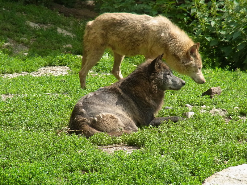 sunlight, land, mammal, two, carnivore, pets, green color, group of animals, black, beige, young animal, no people, animal wildlife, grass field, field