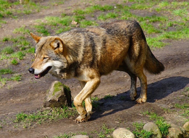 animal wildlife, gray Wolf, close, restless, anger, predator, wildlife, no people, mouth open, wolf, wild animal, animal themes, animal, canis lupus, photo