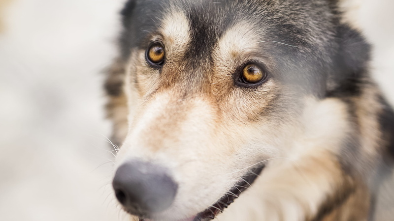 animal, closeup, black, one animal, purebred dog, body part, whisker, focus on foreground, czechoslovakian, gorgeou, eye, mammal, looking, pets, animal body part