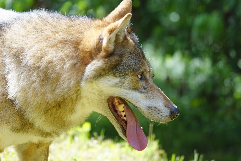 wolf, nature, one animal, wildlife, canis lupus, portrait, close-up, looking away, carnivore, animal wildlife, carnivores, side view, animals In The Wild