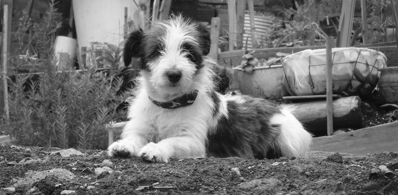 canidae, canine, domestic, rock - object, no people, dog, sitting, 5K, mammal, canis lupus familiaris, pets, nice, focus on foreground, domestic animals