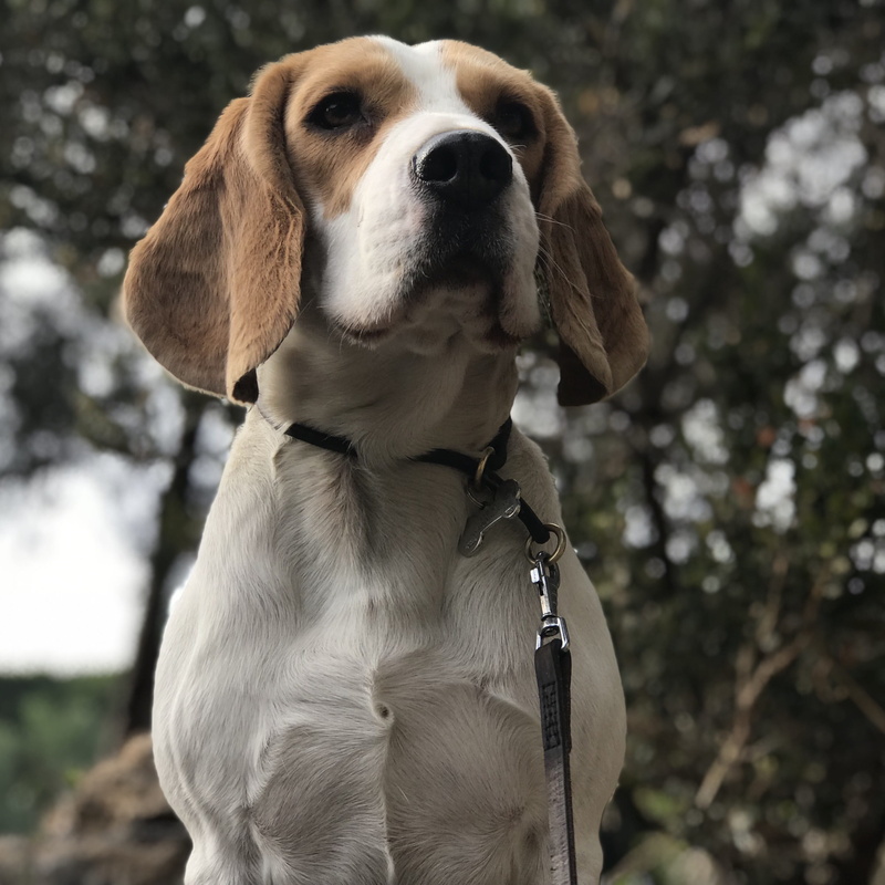 pet collar, tree, collar, canis lupus familiaris, animal themes, looking away, pets, close-up, nature, vertebrate, canidae, one animal, mammalia, animalia