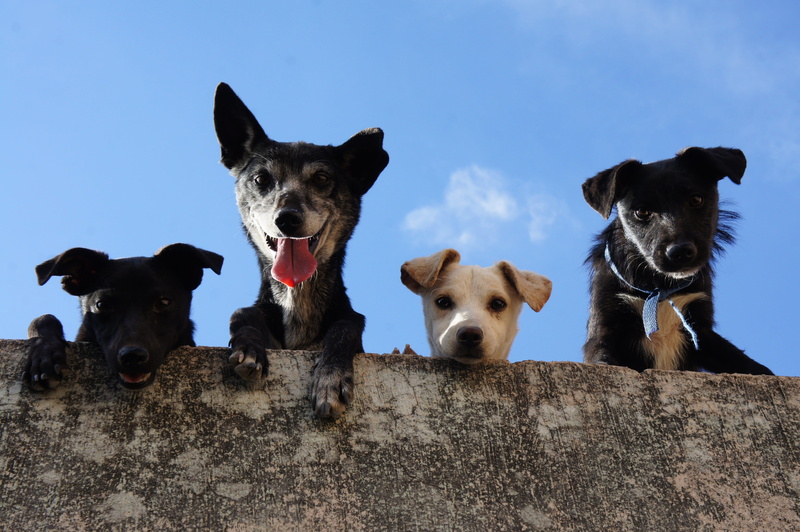 animalia, no people, low angle view, pets, dog portrait, nice, domestic, animal themes, vertebrate, animal, canidae, canine, pet, mammalia, two animals