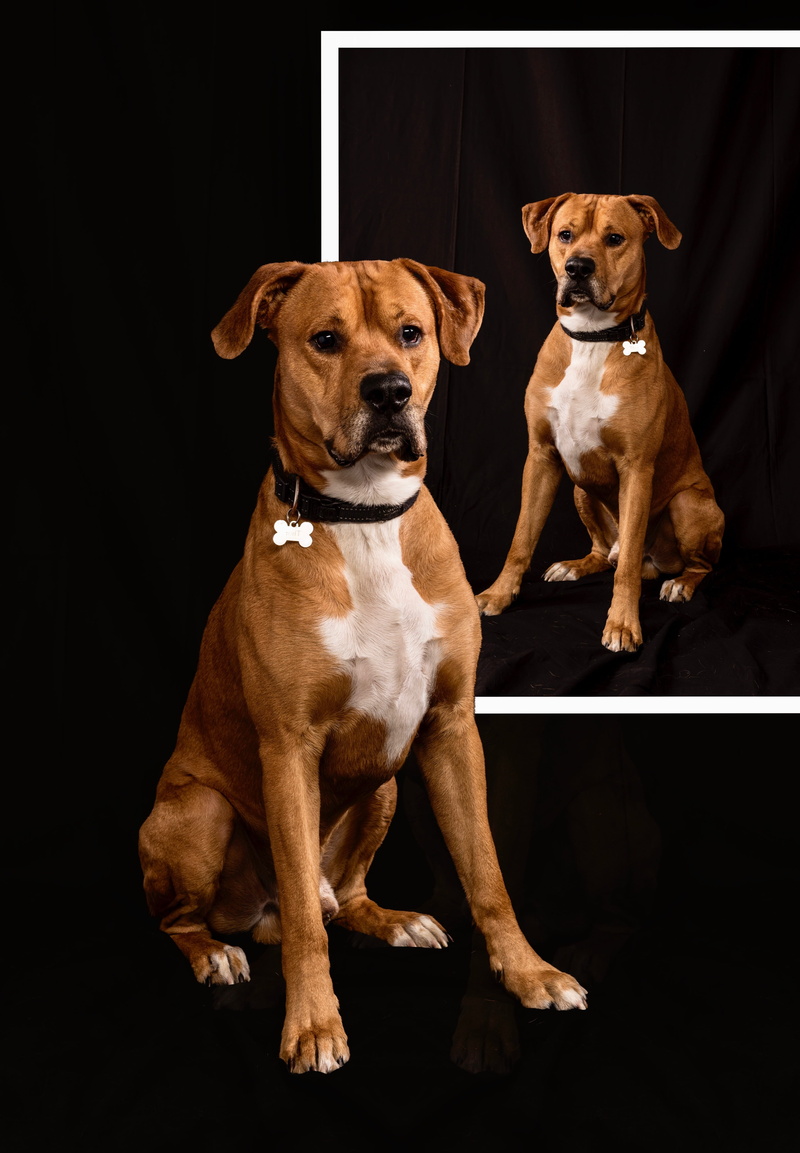jack russell terrier, domestic animals, people, mammal, black background, canis lupus familiaris, vertebrate, looking at camera, pets, domestic, indoors