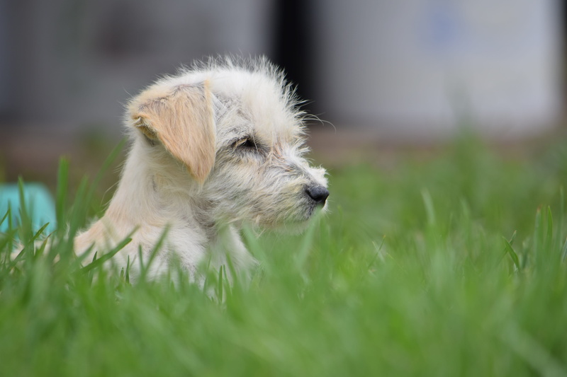 mammal, pets, summer, fur, nature, one animal, plant, animal, lawn, animalia, domestic animals, young animal, young, nice, canine, outdoors, animal themes