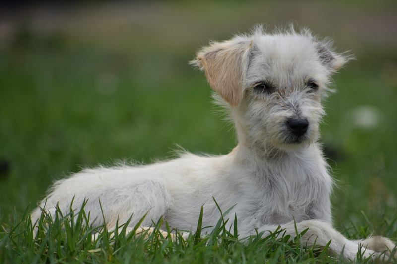 dog, close-up, small, animalia, animal, young animal, plant, canine, 5K, domestic animals, mammal, canis lupus familiaris, pet, nature, canidae, puppy