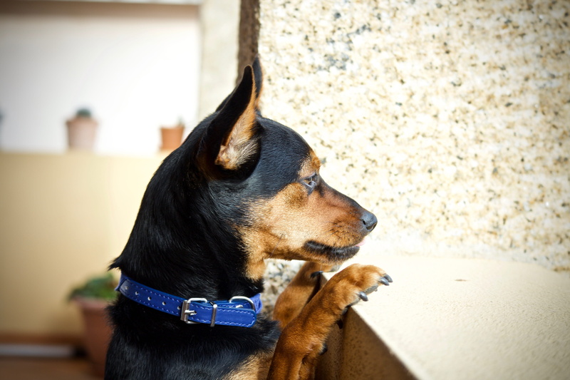 purebred dog, day, no people, domestic, pride, facial expression, dog, animalia, pinscher, looking, tenderness, looking away, loyalty, small, vertebrate