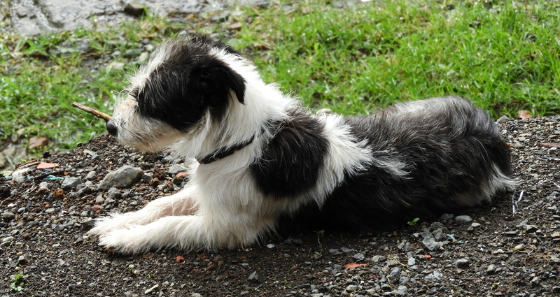 one animal, border collie, domestic animals, dog, pets, animal themes, field, land, pet, animal, 5K, hair, canis lupus familiaris, side view, no people