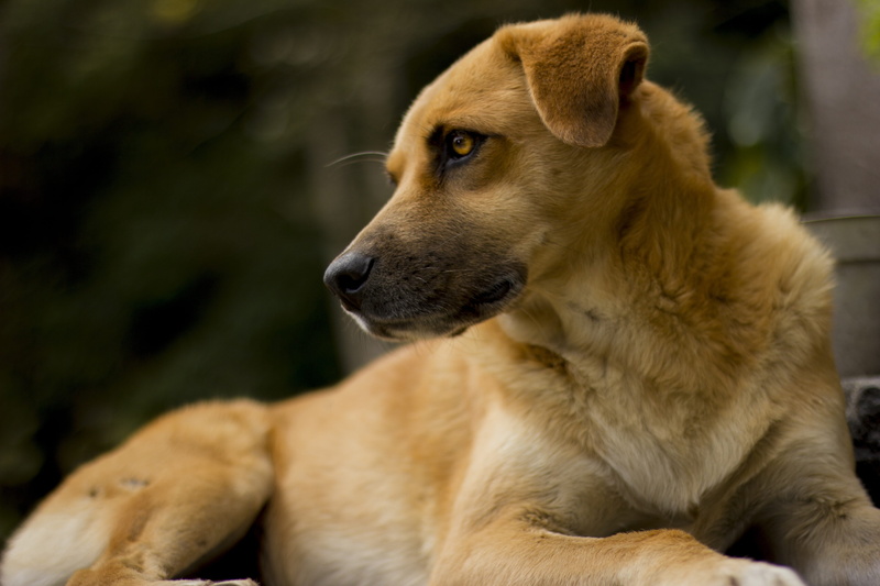 outdoors, pets, domestic, pet, no people, dog, animalia, profile view, day, 5K, canis lupus familiaris, mammal, relaxation, looking, brown, one animal