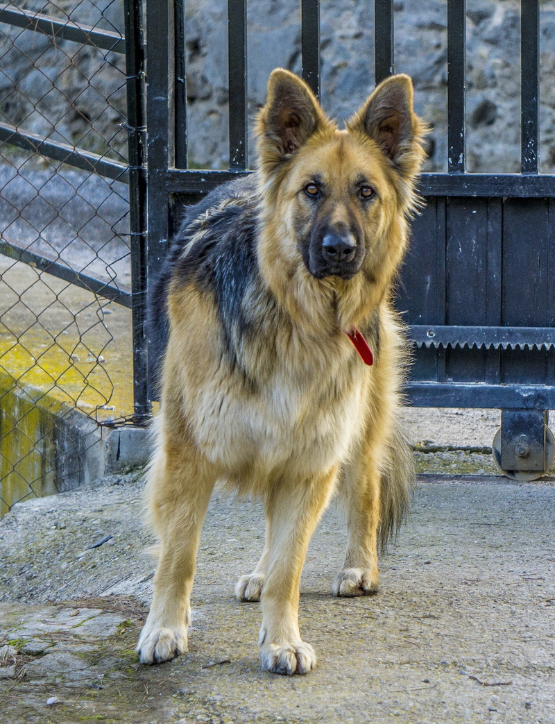 canis lupus familiaris, look, canine, domestic, canidae, pets, mammalia, portrait, looking, no people, pastor, vertebrate, fur, animalia, hairy, looking at camera