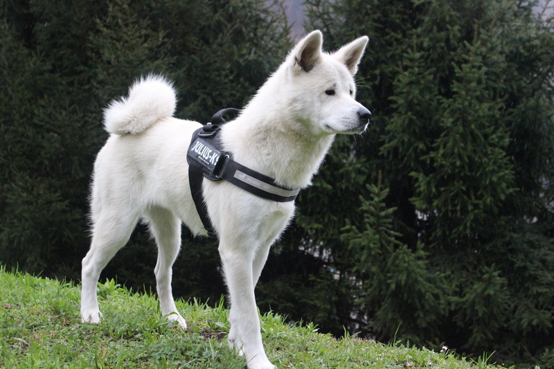 akita inu, animalia, animal themes, canine, no people, pets, vertebrate, tree, 2K, grass, white color, plant, akita, field, domestic animals, mammal, dog