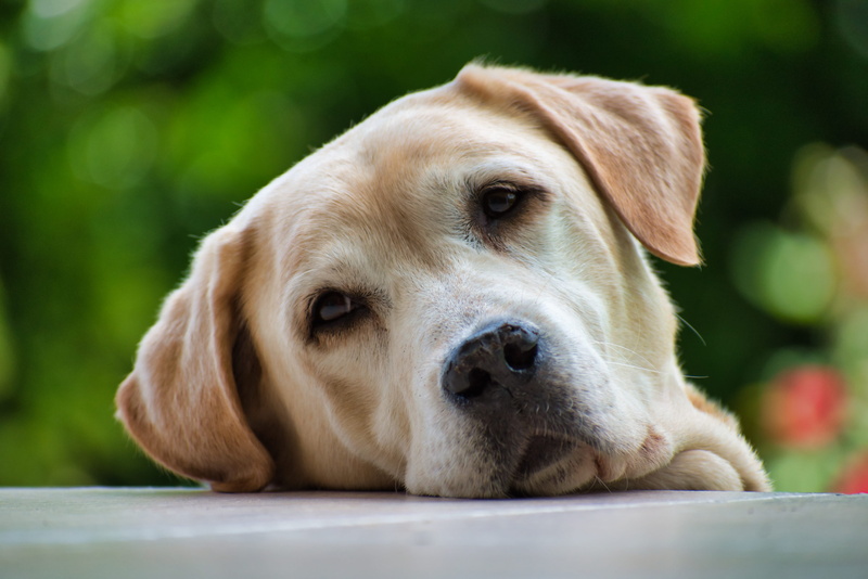golden, animal nose, selective focus, snout, close-up, relaxation, perro, focus on foreground, pets, golden retriever, animal themes, one animal, nose