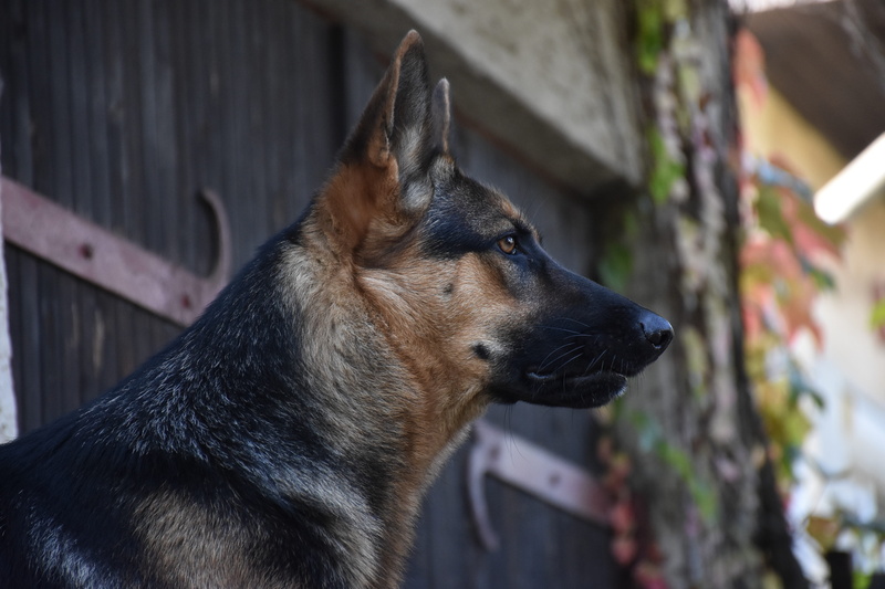 domestic, canine, hund, german shepherd, profile view, outdoors, snout, day, animal themes, one animal, looking away, looking, schäferhund, mammal, no people