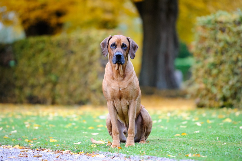 mammal, breed, day, october, domestic animals, bestfriend, vovve, people, cute, autumn, pets, oktober, hund, portrait, pet, focus on foreground, plant