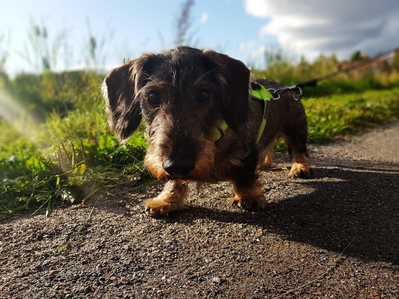wire-haired, domestic animals, hund, nature, day, focus on foreground, 1080P, animal head, sweet, sky, clouds, wiener dog, adorable, animal themes, hound