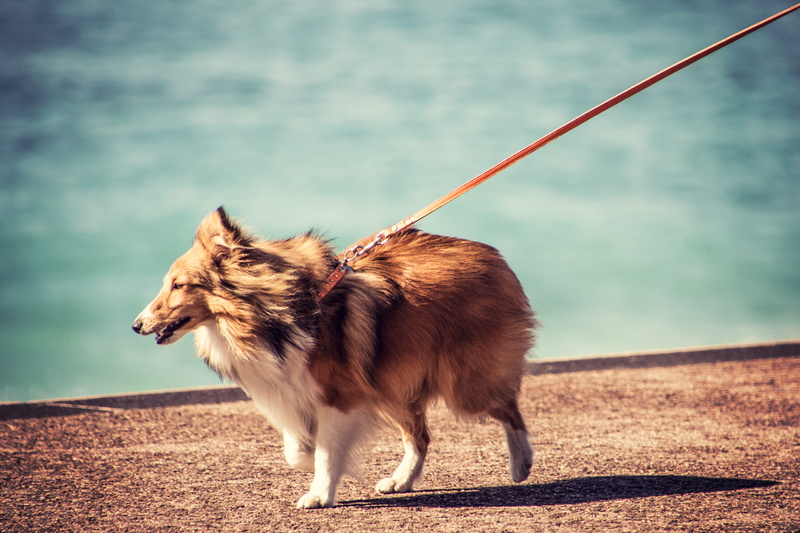 one animal, windig, 5K, nice, windy, canine, nizza, animal, vertebrate, day, focus on foreground, standing, no people, animal themes, domestic animals