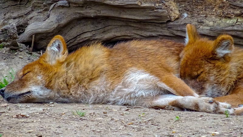 no people, whisker, feline, zoo, vertebrate, outdoors, tiere, wild dog, lying down, animal head, details, animals in the wild, resting, wild hunde, mammal