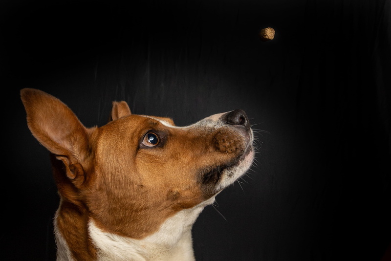 chihuahua - dog, pet, close-up, black background, pets, domestic animals, looking, animal head, hund, white, portrait, animal eye, nature, one animal, hound