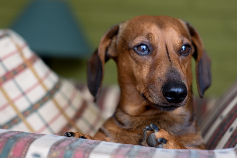 one animal, wiener, looking at camera, adorable, pedigree, hund, hound, domestic animals, mammal, animals, animal, look, purebred dog, pets, looking, bassoto