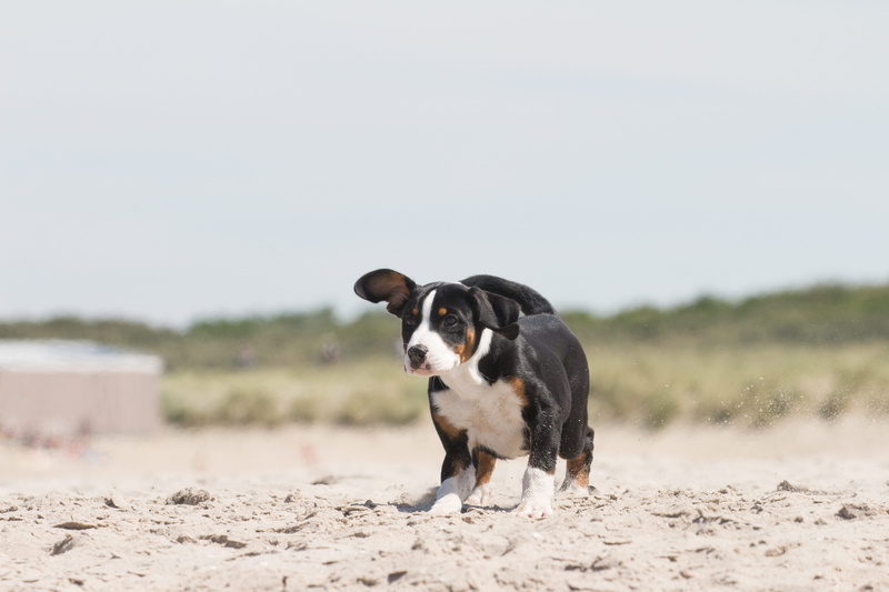 young, happy, domestic, outdoors, face, day, one animal, land, cute, black, nature, pet, border collie, beach, no people, nose, focus on foreground, tan