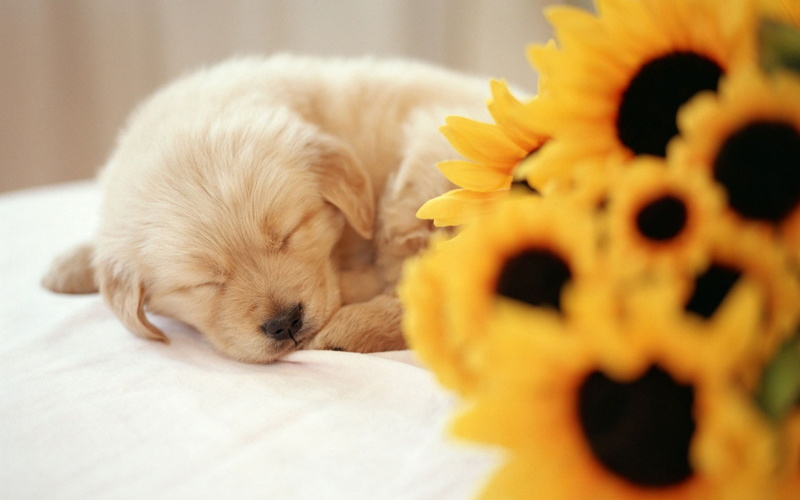 young animal, sleeping, Deutschland, domestic animals, innocence, domestic, animal, animal themes, lap dog, eyes closed, toy, Hund, dog, small, one animal