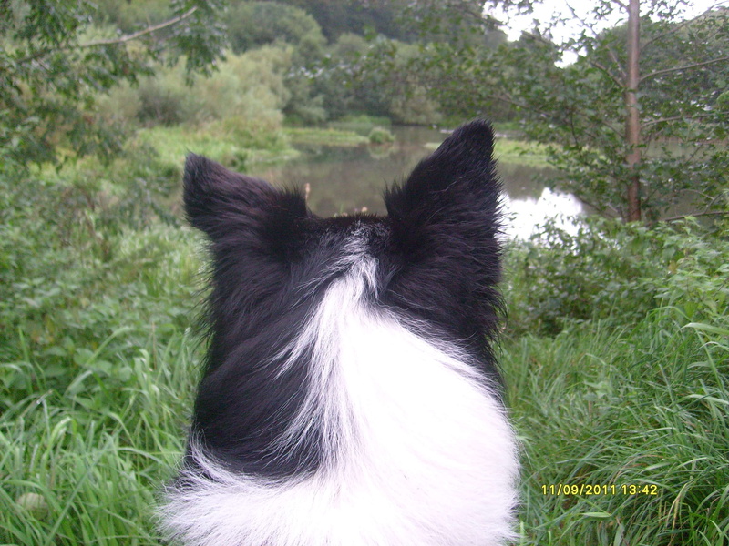 animal themes, animal body part, dog, grass, small, animal, nature, hund, pets, hair, no people, mammal, one animal, border collie, vertebrate, animal hair