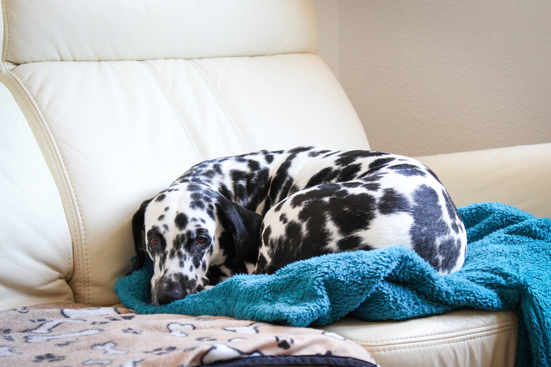 hunde, animal, dogs, dalmatian, sofa, lying, müde, schwarz  weiß, dog, 4K, cuddle, snuggle, hund, pets, indoors, Dalmatian dog, blue, bed, comfortable