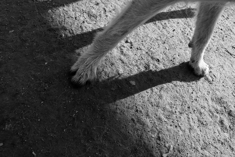 weiß, shadow, pet, animals, vertebrate, hair, herbivorous, adopt, low section, animal leg, dog, outdoors, animal themes, animal, straßenhunde, nature, rescue