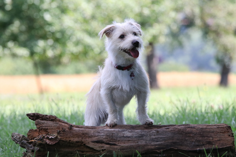 5K, looking, puppy, domestic, loyalty, plant, canine, mammal, domestic animals, jackrussel, dog, fields, green, looking away, no people, hund, outdoor