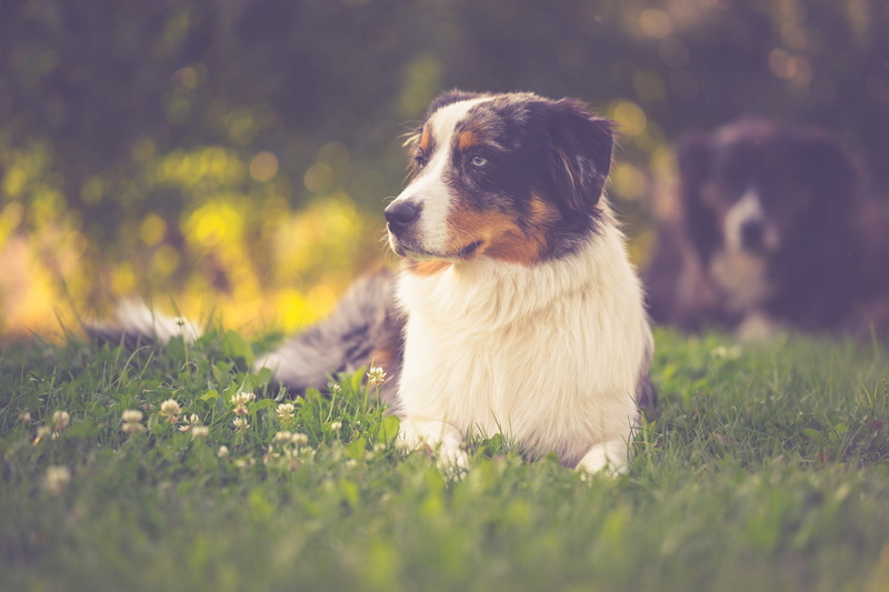 shepherd, dog, puppy, hund, Sony, canine, Australian Shepherd, 1080P, cute, pup