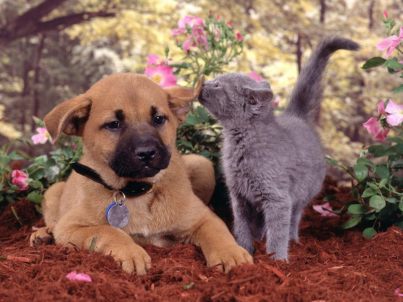 domestic, domestic animals, plant, Deutschland, puppy, no people, vertebrate, Hund, leaf, pets, nature, Freunde, one animal, animal, young animal, mammal