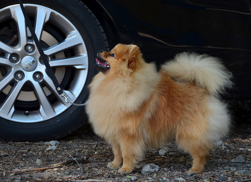 land vehicle, domestic animals, canine, charming, exhibition, 4K, fur, vertebrate, car, motor vehicle, hund, animal, wheel, cute, mammal, pets, small
