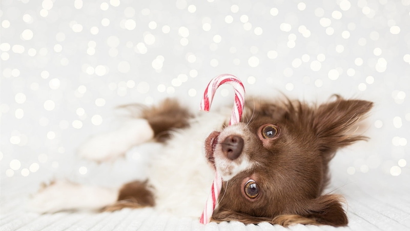 holiday, animal themes, Deutschland, puppy, no people, christmas, domestic animals, young animal, one animal, new years eve, humor, cute, 720P, dog, small