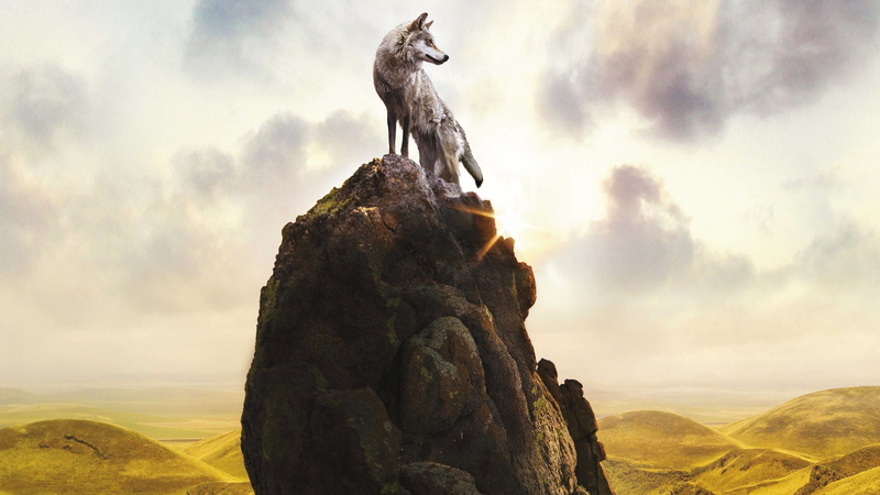 8K, hill, 4K, Fox, top, 8K, Le Dernier loup, gray, wolf