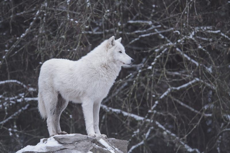 loup, snow, wihte, one animal, nature, trees, 5K, animal themes, wolf, fox, tree, white, animal wildlife, vertebrate, animals in the wild, near, black