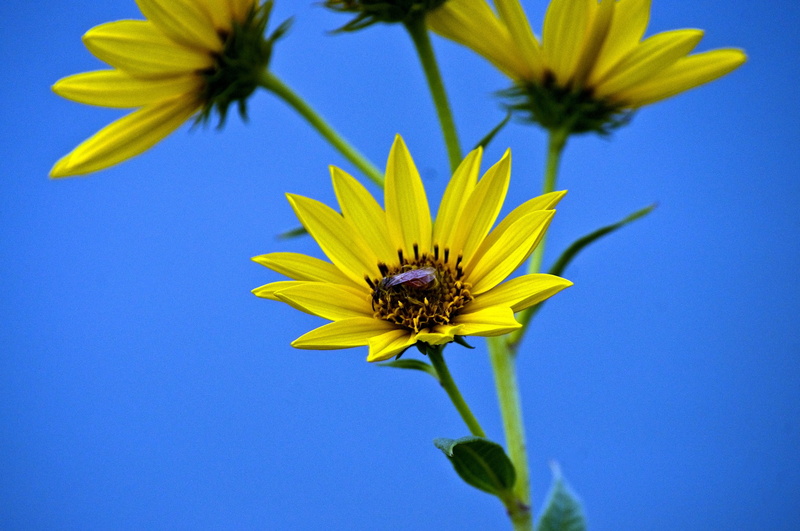 2K, close-up, sky, petal, nebraska national forest, one animal, outdoors, flowering plant, bloom, inflorescence, sunny, animal themes, pollination, beauty in nature