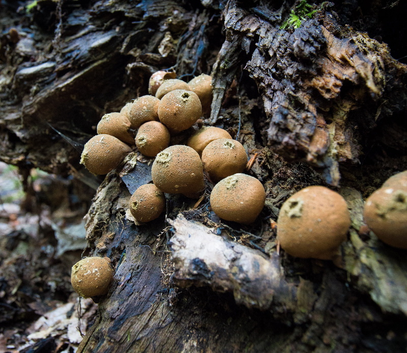 tree, vegetable, nature, freshness, no people, puffball-de-loup, mushrooms, day, textured, ride, 2K, close-up, plant, selective focus, trees, outdoors