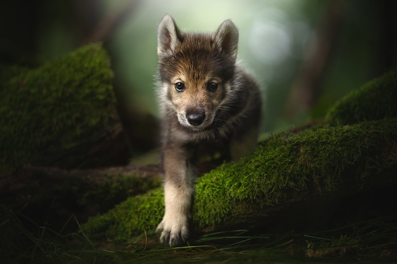 moss, The tamaskan dog, look, 1080P, puppy, paw, face