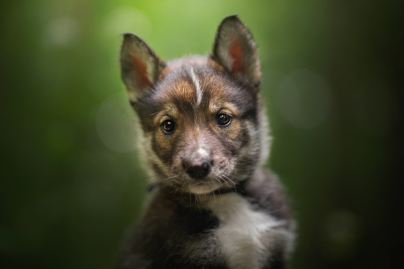 The tamaskan dog, 1080P, background, puppy, look, face, bokeh