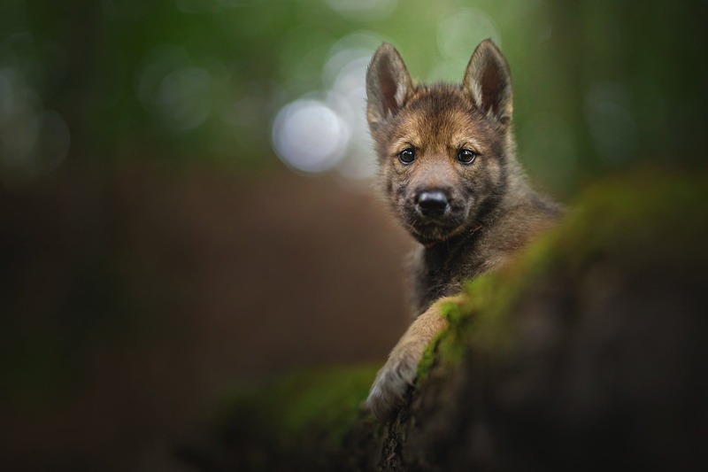 The tamaskan dog, look, doggie, 1080P, face, portrait, bokeh, puppy
