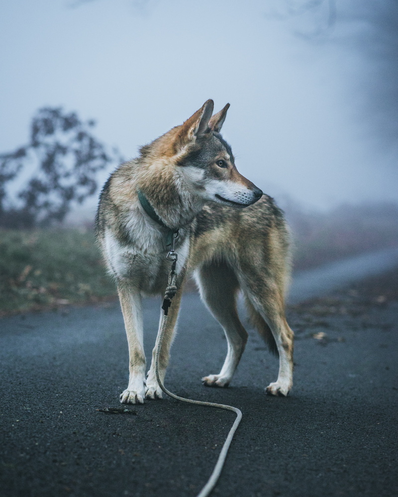 france, domestic animals, looking away, coyote, looking, day, transportation, full length, grey, red wolf, focus on foreground, path, dogportrait, no people