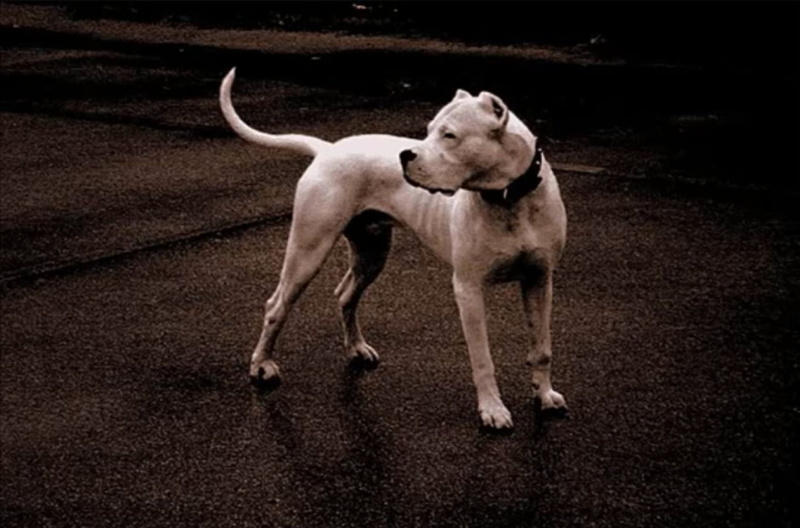 dog, dogo argentino, 720P
